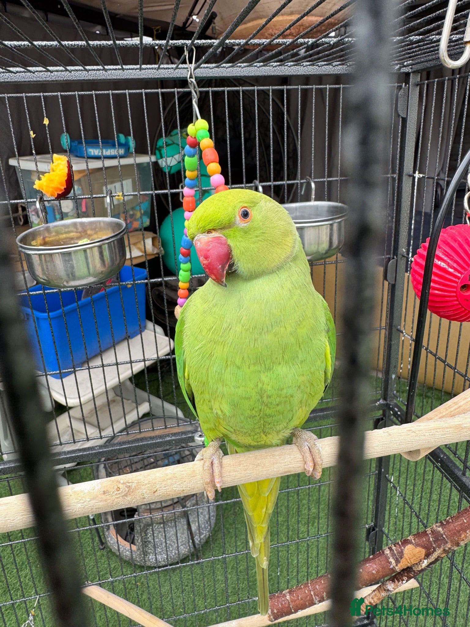 Parrots birds Ringneck Parrot - Advert 1