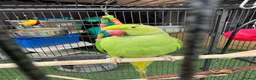 Parrots birds for sale: Ringneck Parrot in Gravesend - Advert 1