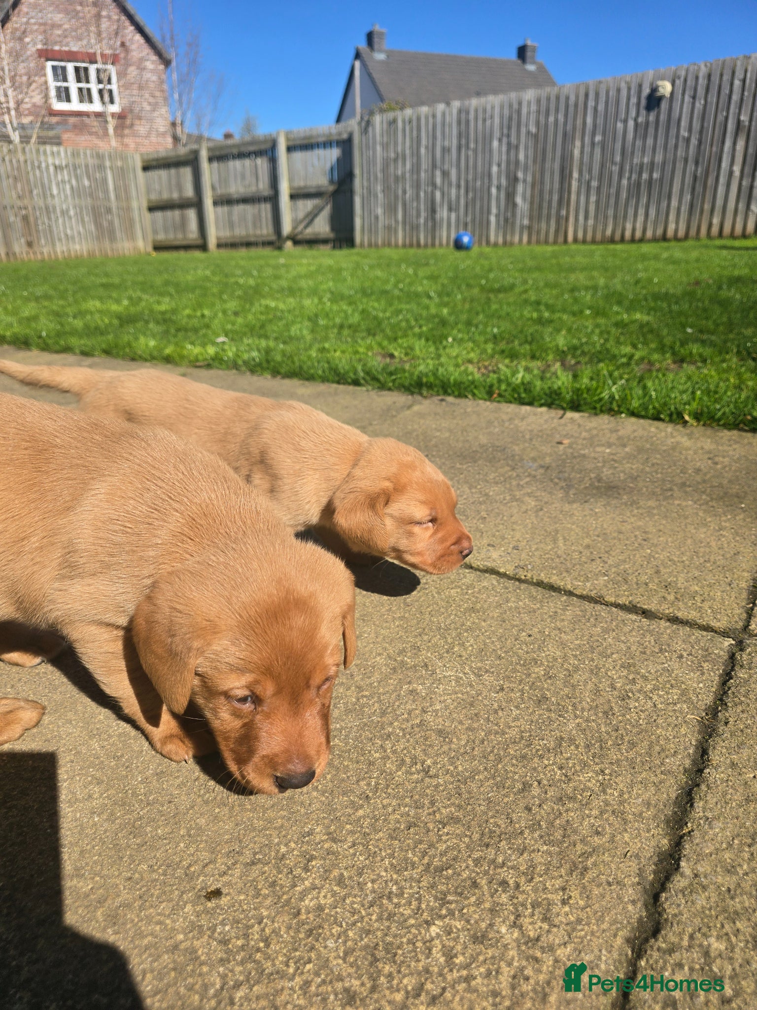 Labrador Retriever dogs 2 Beautiful Fox Red Labradors - Advert 1