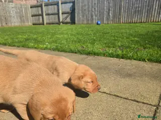Labrador Retriever dogs 2 Beautiful Fox Red Labradors - Advert 1
