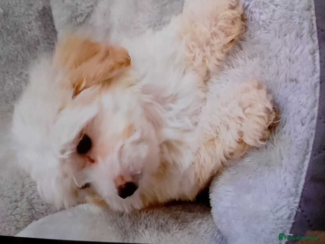 Maltipoo dogs for sale: Maltipoo puppies boy and girl available  - Image 7