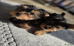 Yorkshire Terrier dogs for sale: Yorkshire  - Image 6
