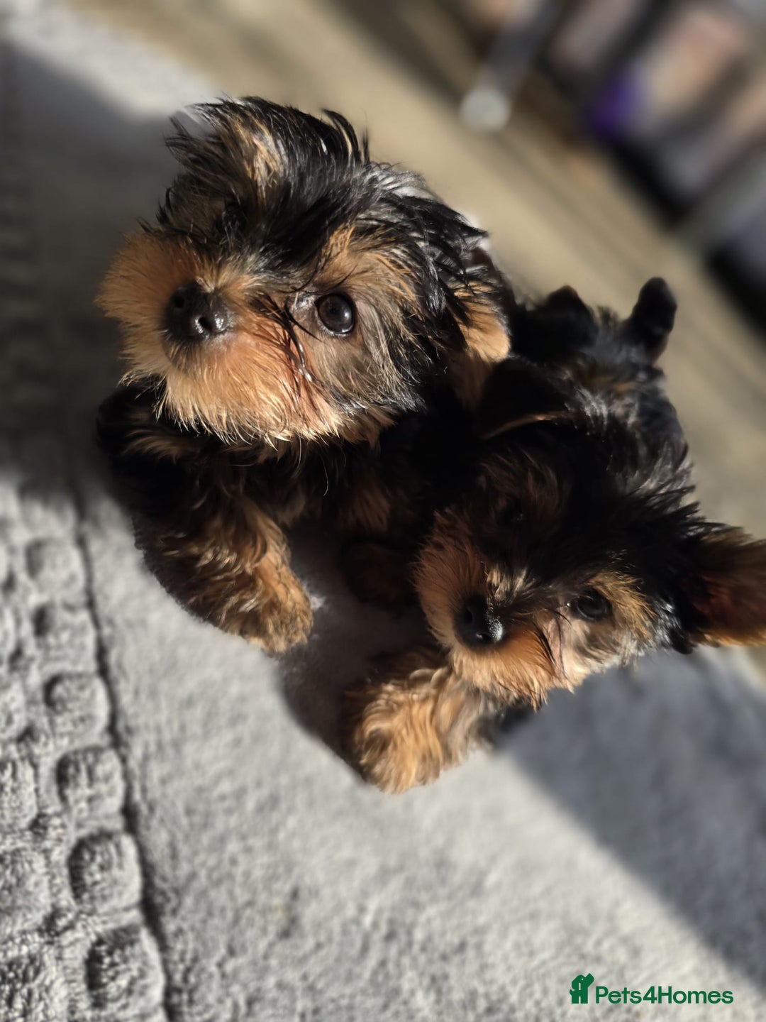 Yorkshire Terrier dogs for sale: Yorkshire  - Image 6