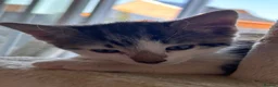 Mixed Breed cats for sale: 4 bouncy, happy kittens - Advert 9