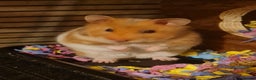 Hamster rodents for sale: Syrian Hamster - Advert 1