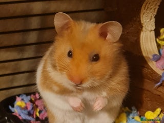 Hamster rodents Syrian Hamster - Advert 1