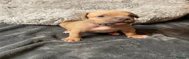 American Bully 1