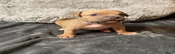 American Bully dogs for sale: Exquisute pocket bullys for sale  - Advert 11