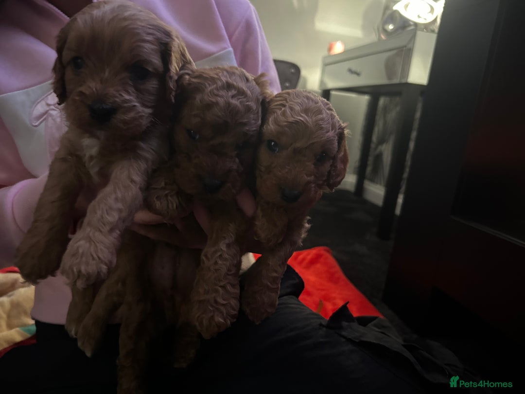 Cavapoo dogs for sale: Cavapoo - Advert 14