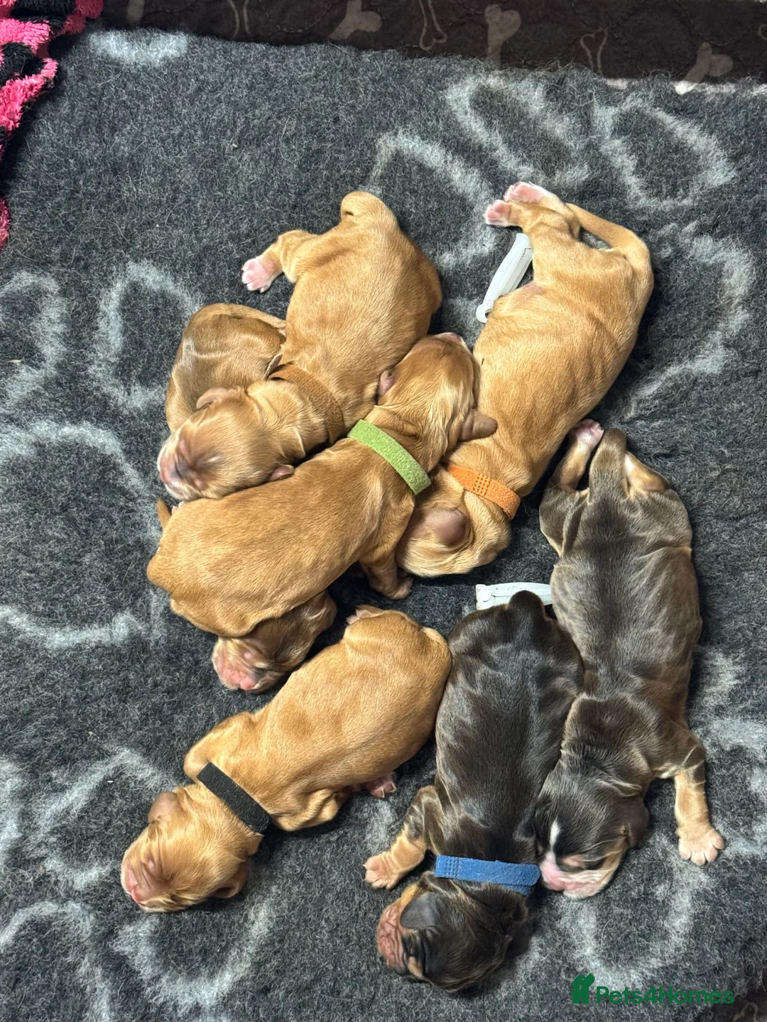 Cocker Spaniel dogs for sale: Outstanding Show Quality Show Type Cocker Spaniels - Advert 28