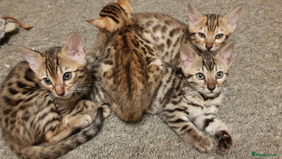 Bengal cats for sale: Bengal kittens  - Image 14