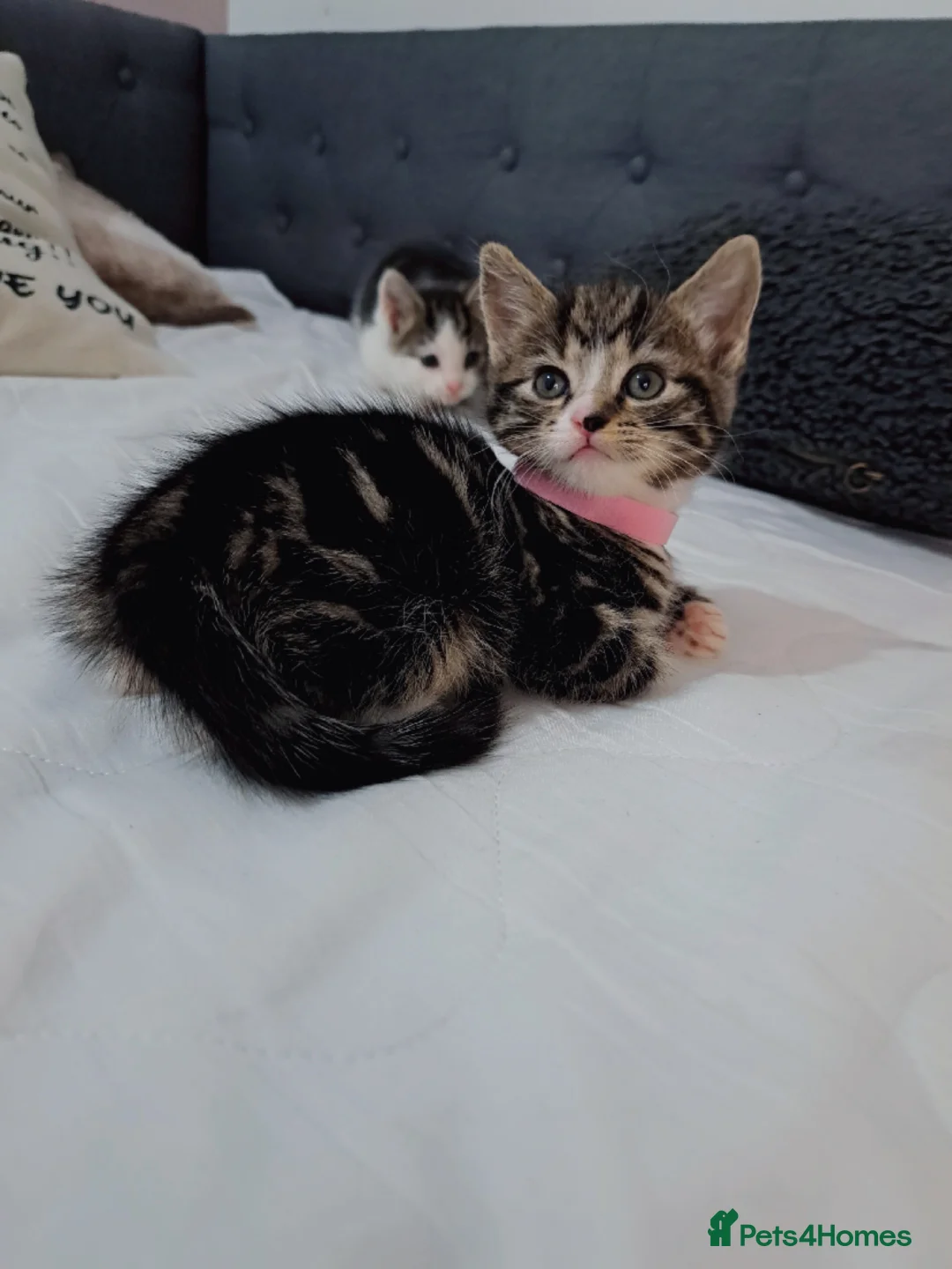 Mixed Breed cats for sale: Kittens  - Advert 1