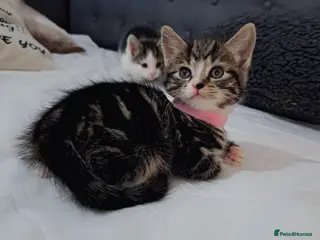 Mixed Breed cats Kittens - Advert 9