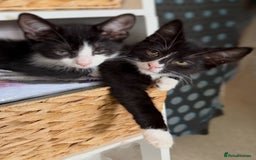 Mixed Breed cats for sale: Kitten for sale (14 weeks old)  - Image 5