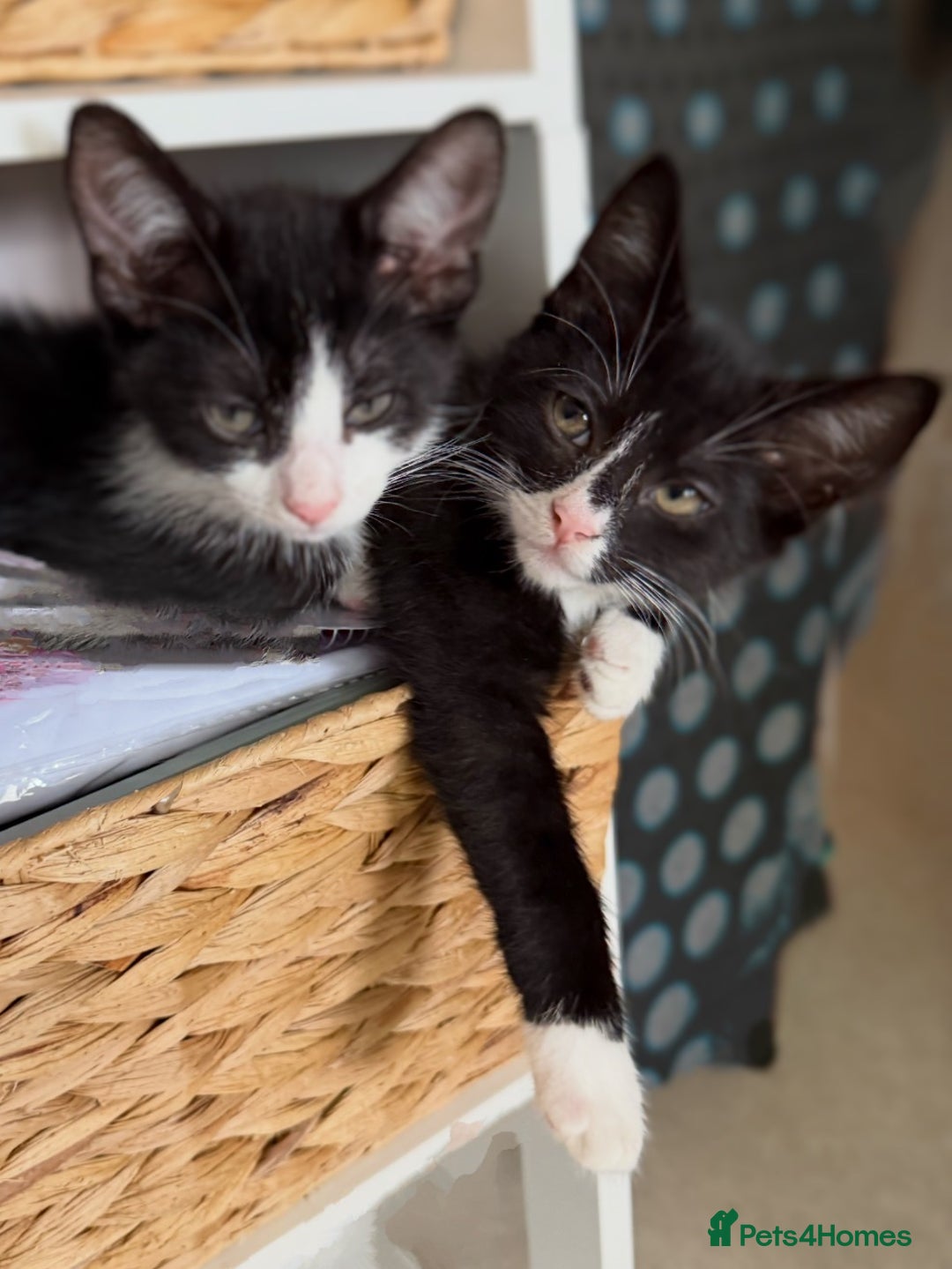 Mixed Breed cats for sale: Kitten for sale (14 weeks old)  - Image 5