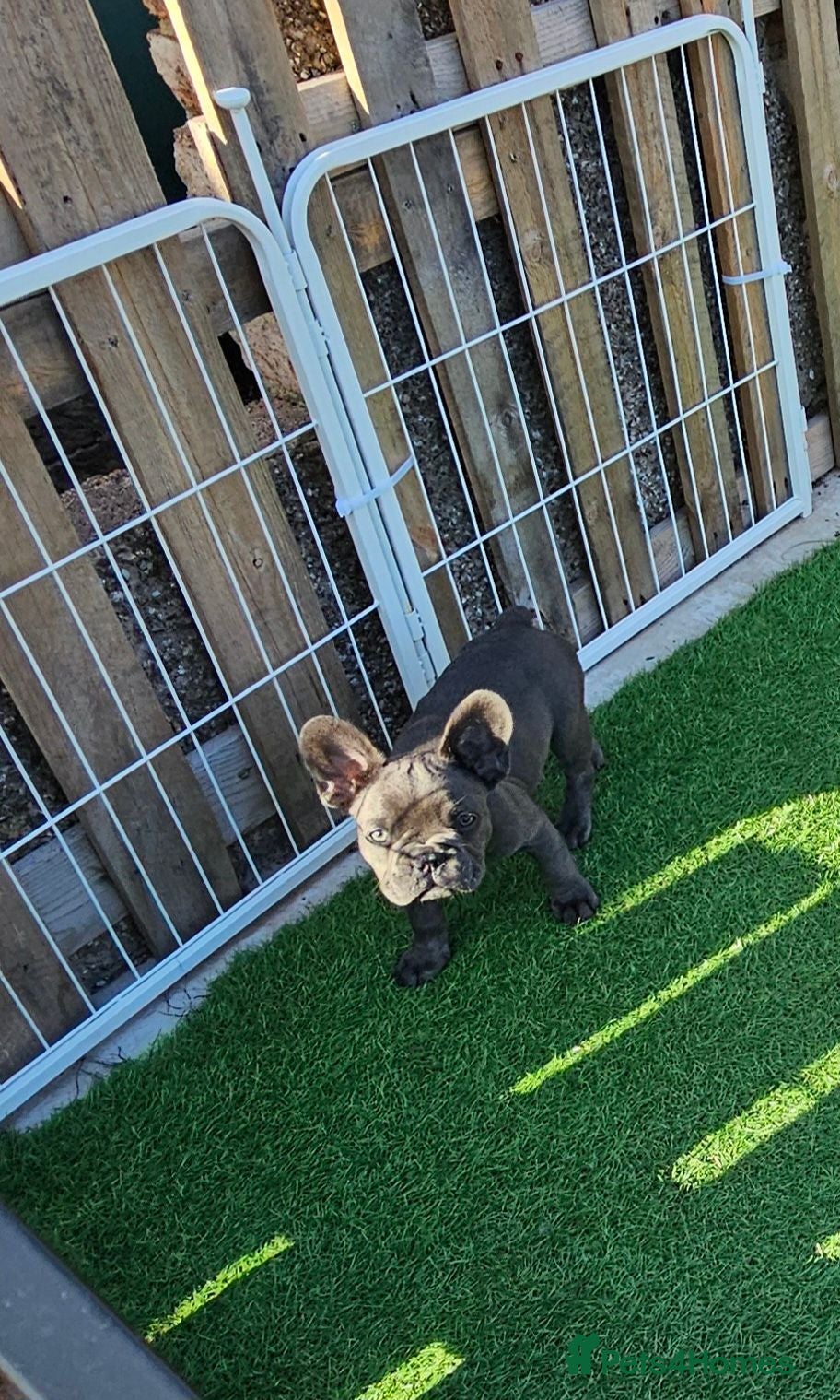 French Bulldog dogs 3 boys left! KC health tested lines! - Advert 2