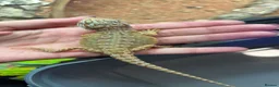 Bearded Dragon reptiles for sale: mixed morph bearded dragon  - Advert 5