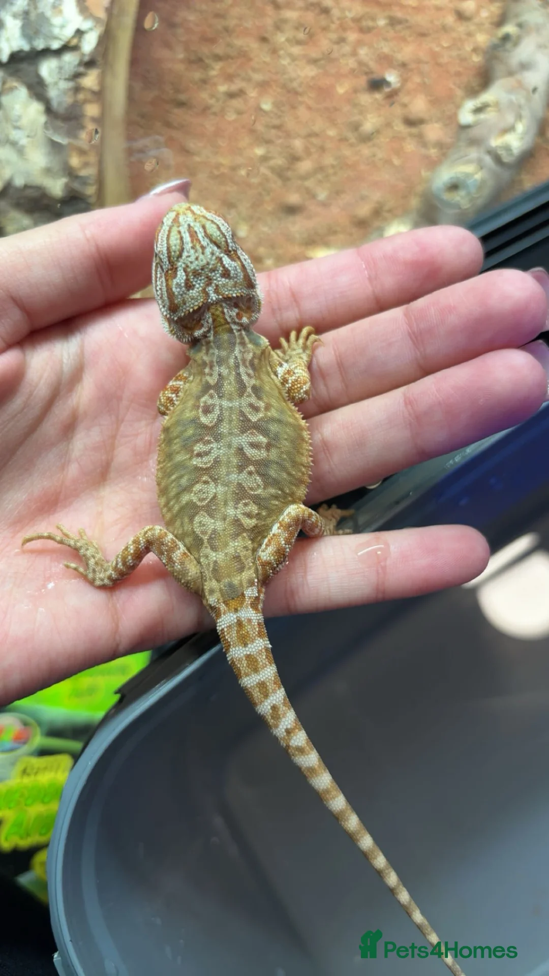 Bearded Dragon reptiles for sale: mixed morph bearded dragon  - Advert 5