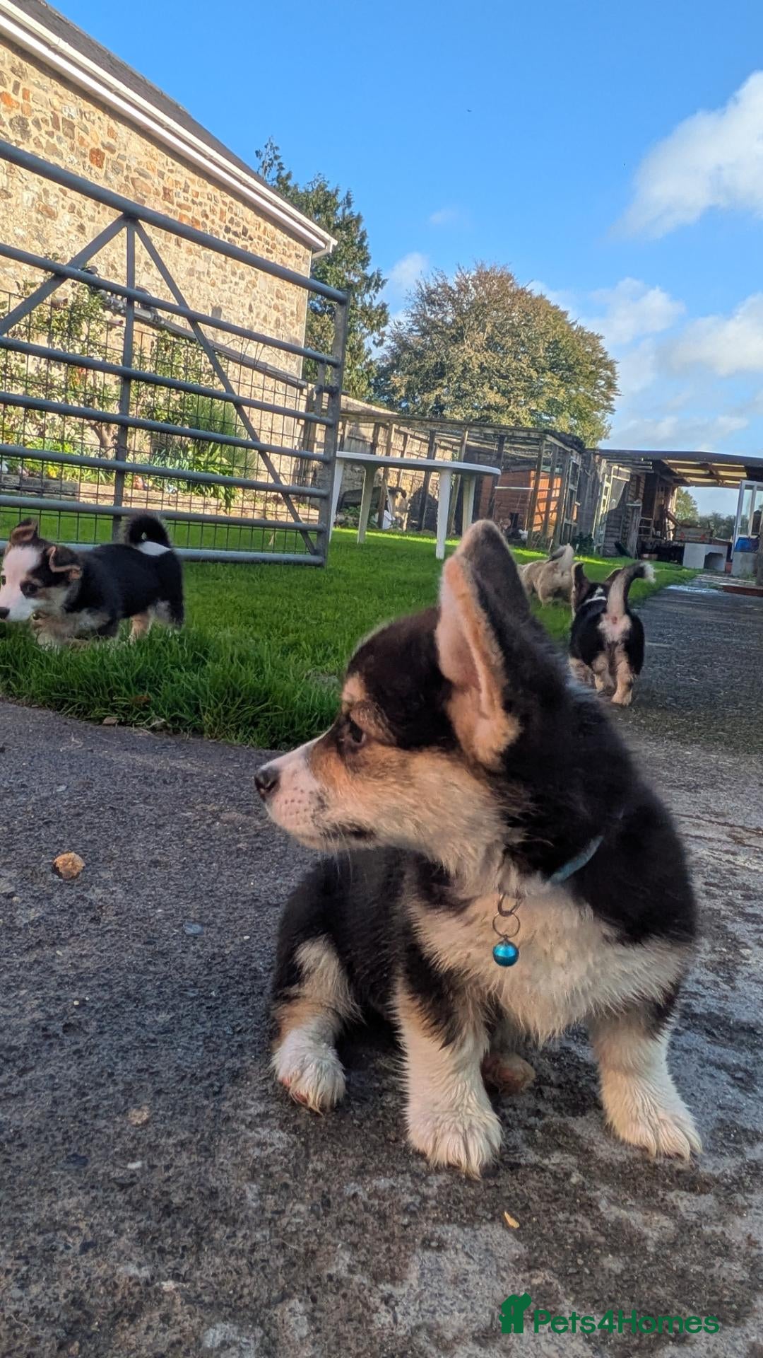 Welsh Corgi Pembroke dogs Quality, dna clear healthy fit pups - Advert 12