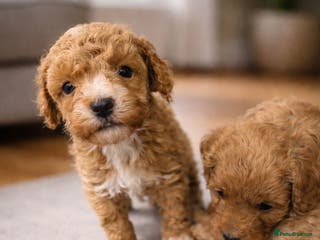 Maltipoo dogs Tiny Koreans maltipoo - Advert 6