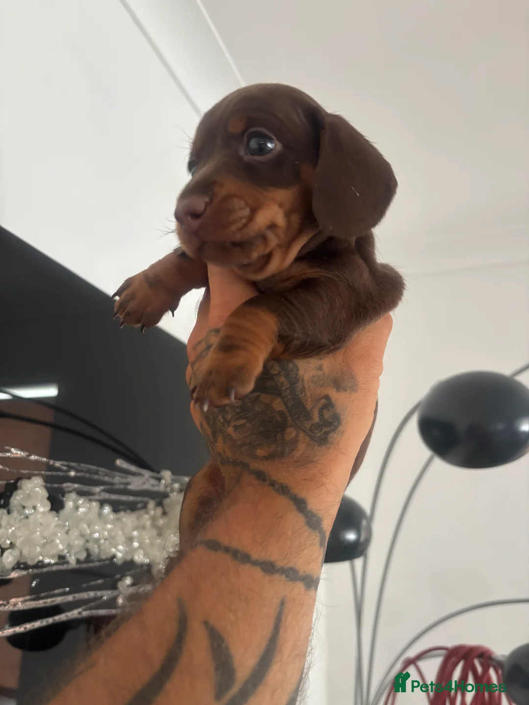 Dachshund dogs for sale: 4 Beautiful Miniature Dachshunds  - Advert 16