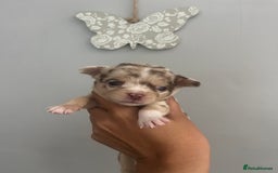 Chihuahua dogs for sale: Beautiful Merle chihuahua pups  - Image 2