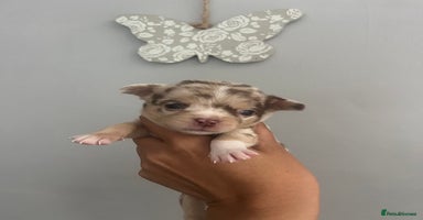 Chihuahua dogs - Advert 15