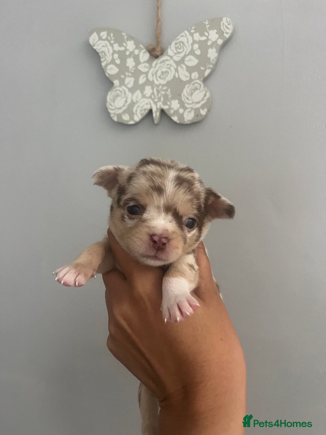 Chihuahua dogs for sale: Beautiful Merle chihuahua pups  - Image 2