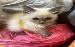 Ragdoll cats for sale: GCCF Registered Kittens - Image 17