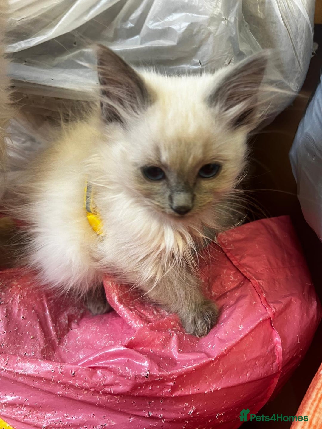 Ragdoll cats for sale: GCCF Registered Kittens - Image 17