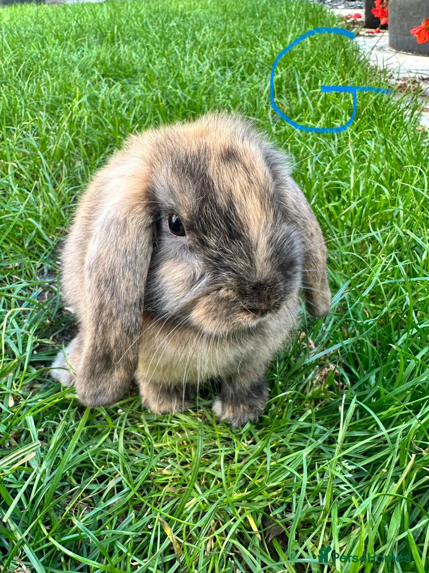 Mini Lop rabbits Mini Lop Rabbits For Sale  - Advert 2