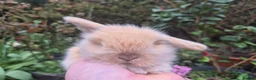 Mini Lop rabbits for sale: 🧡STUNNING TEDDYWIDDER X MINI LOP BABIES 🧡 - Advert 17
