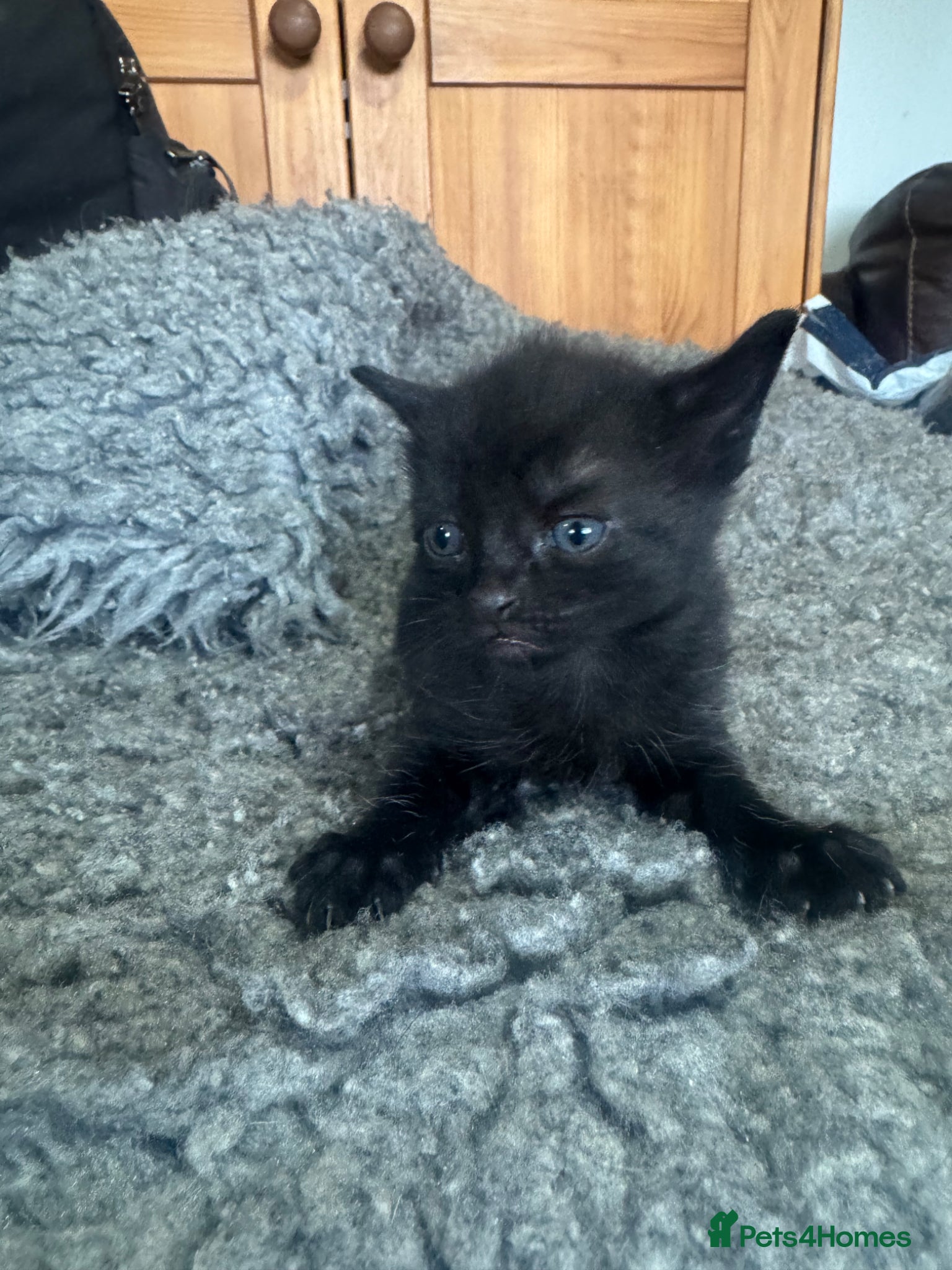 Mixed Breed cats Kittens - Advert 5