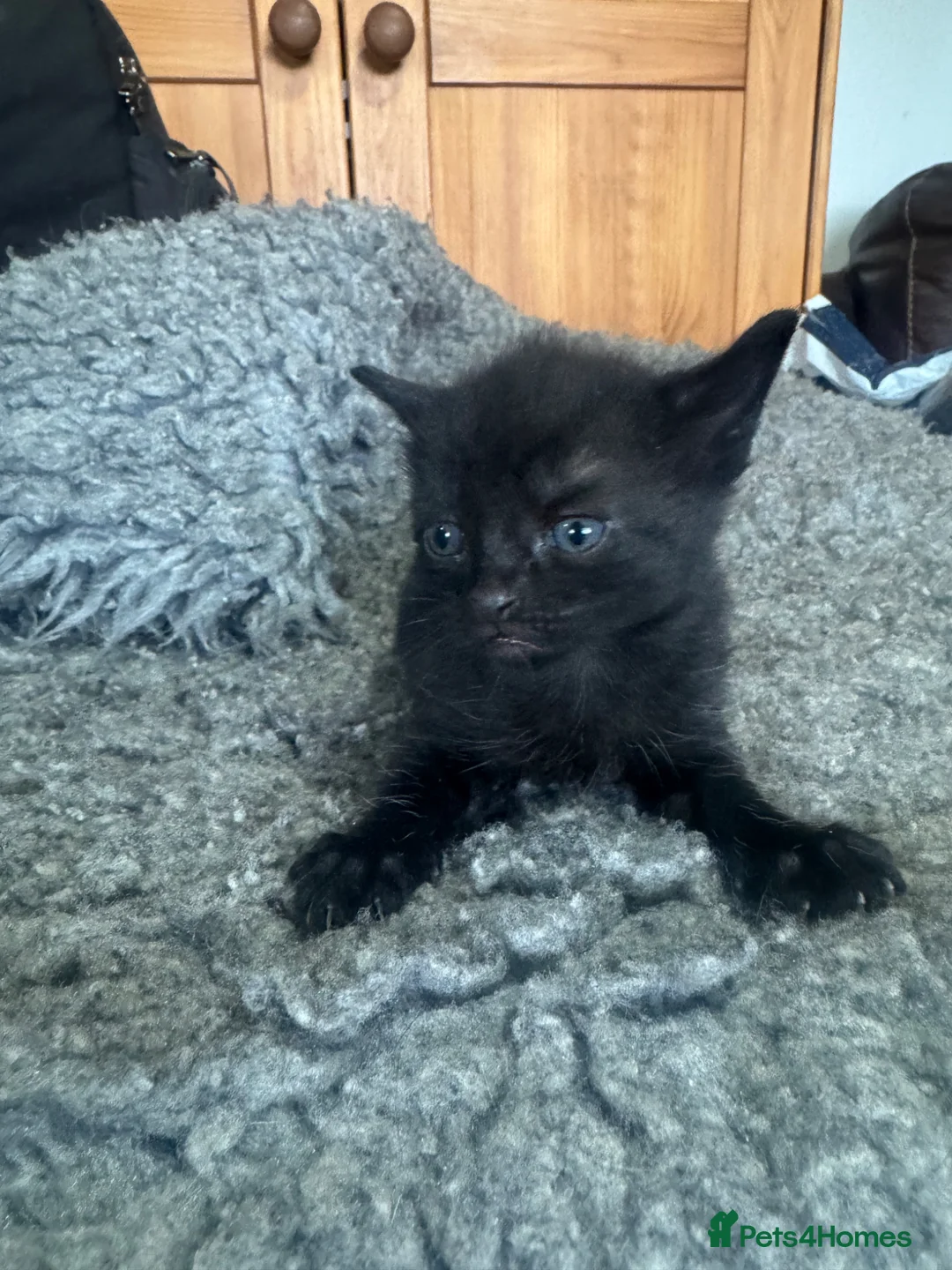 Mixed Breed cats for sale: Kittens - Advert 1