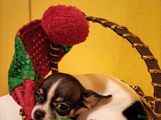 Chihuahua dogs KC Chihuahua puppy girl - Advert 1