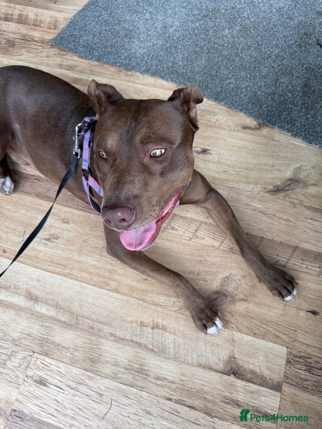 Mixed Breed dogs for sale: Mixed breed labrador/staffy 1 years - Image 4