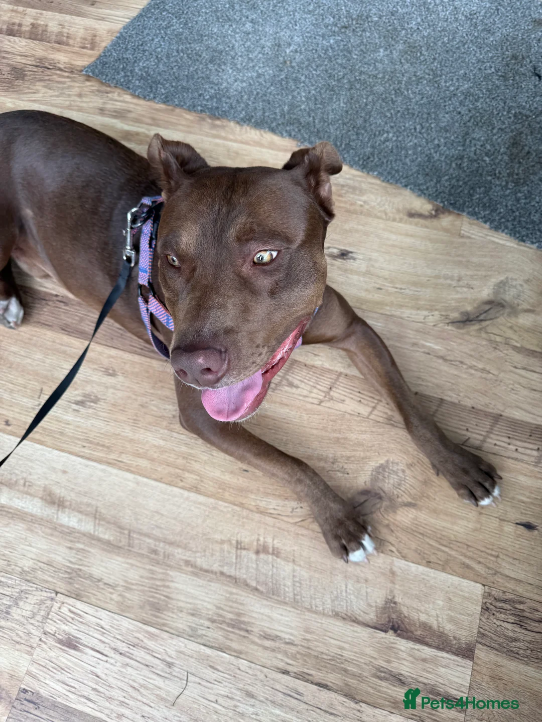 Mixed Breed dogs for sale: Mixed breed labrador/staffy 1 year  - Advert 5