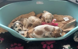 Cocker Spaniel dogs for sale: Show cocker spaniels  - Image 6