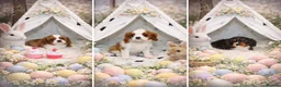 Cavalier King Charles Spaniel dogs for sale: Beautiful Cavalier Puppies available 😍  - Advert 8