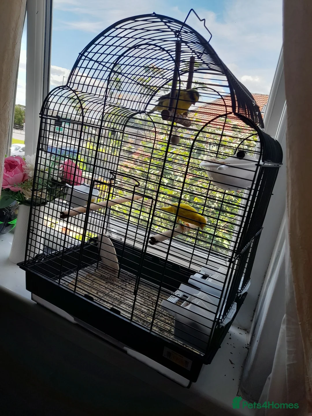 Canaries birds for sale: Canaries in Sunderland - Advert 1