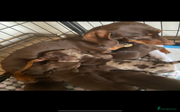 Miniature Dachshund dogs for sale: 3 Chocolate and Tan Kc Parents - Image 2
