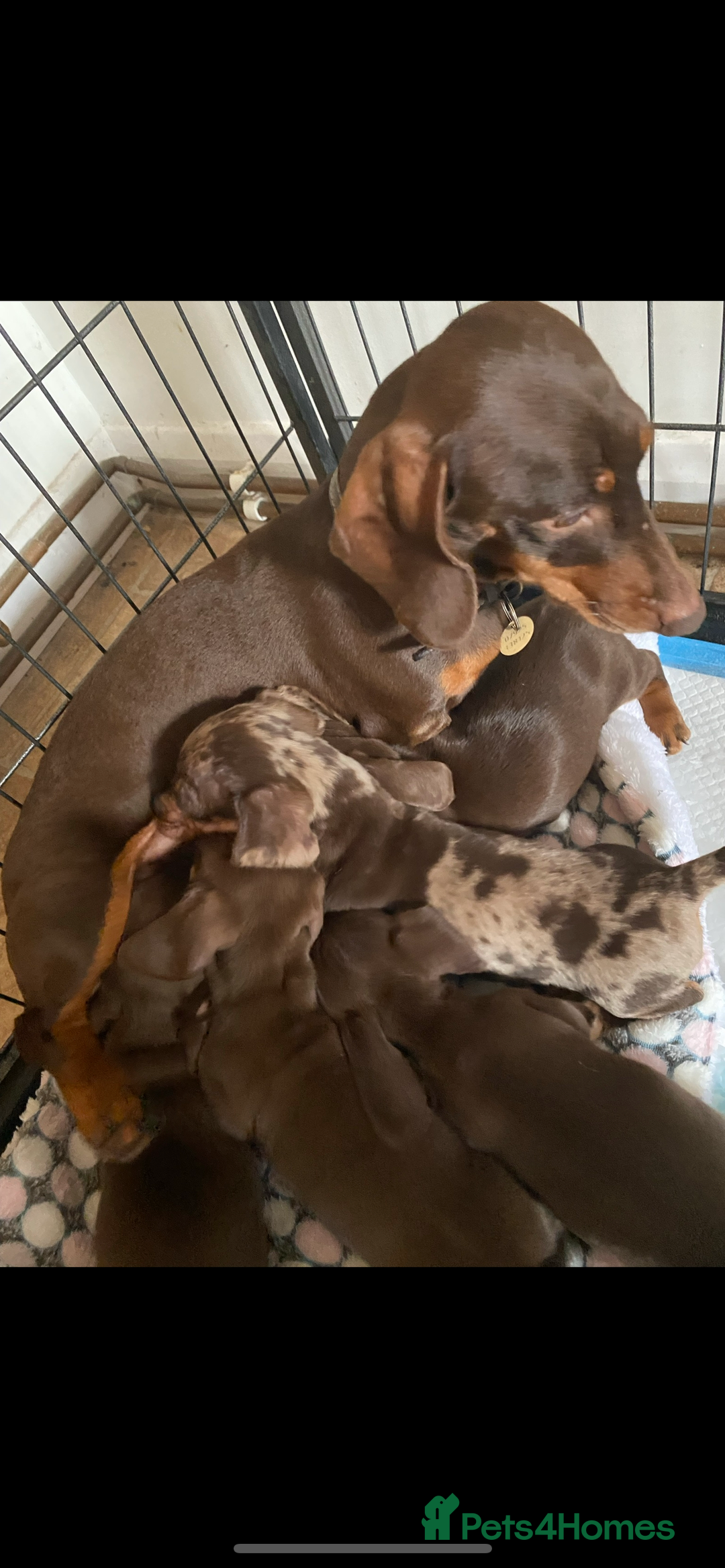 Miniature Dachshund dogs for sale: 3 Chocolate and Tan Kc Parents - Image 2