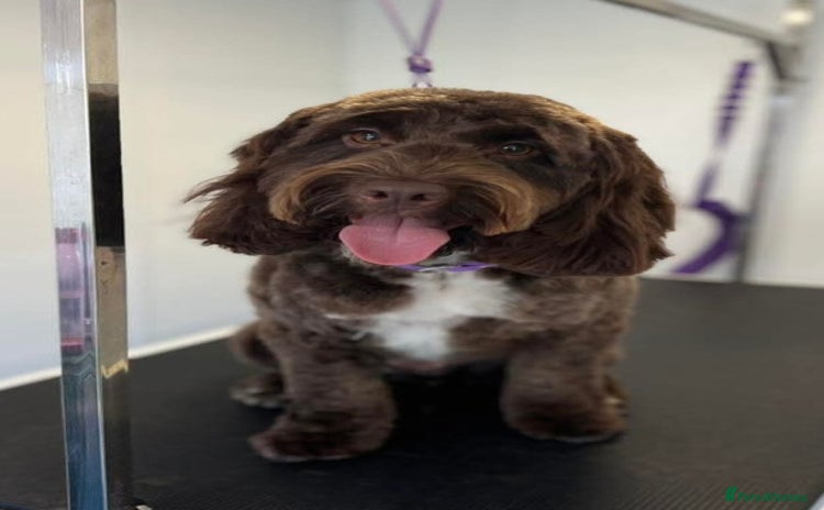 Cockapoo dogs - Advert 1