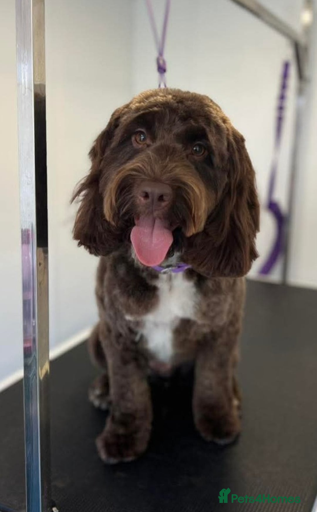 Cockapoo dogs for sale: MALE Cockapoo for sale - Image 1
