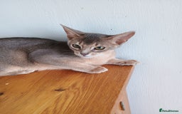 Abyssinian cats for sale: Blue Abyssinian male kittens - Image 7