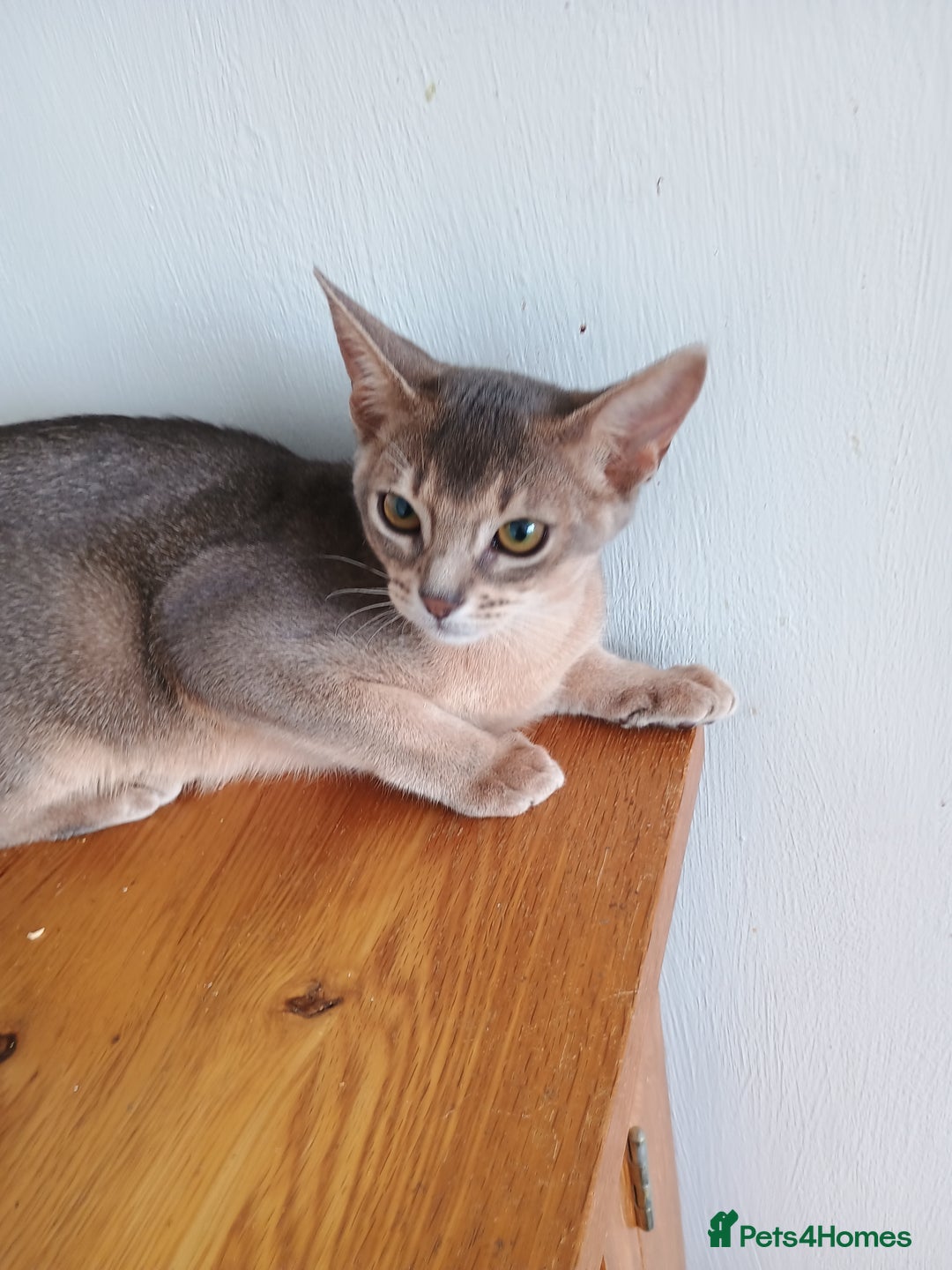Abyssinian cats for sale: Blue Abyssinian male kittens - Image 7