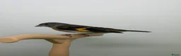 Canaries birds for sale: Canary  - Advert 2