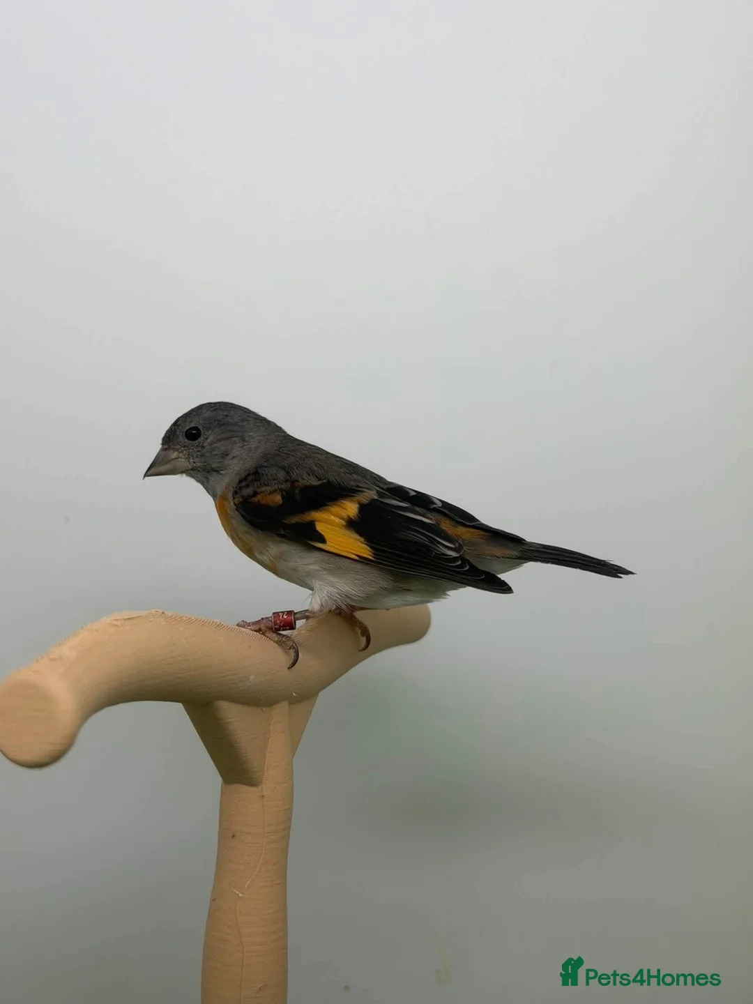 Canaries birds for sale: Canary  - Advert 2