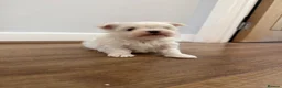 Maltese dogs for sale: One Beautiful Korean Maltese boy left for sale 🐾  - Advert 2