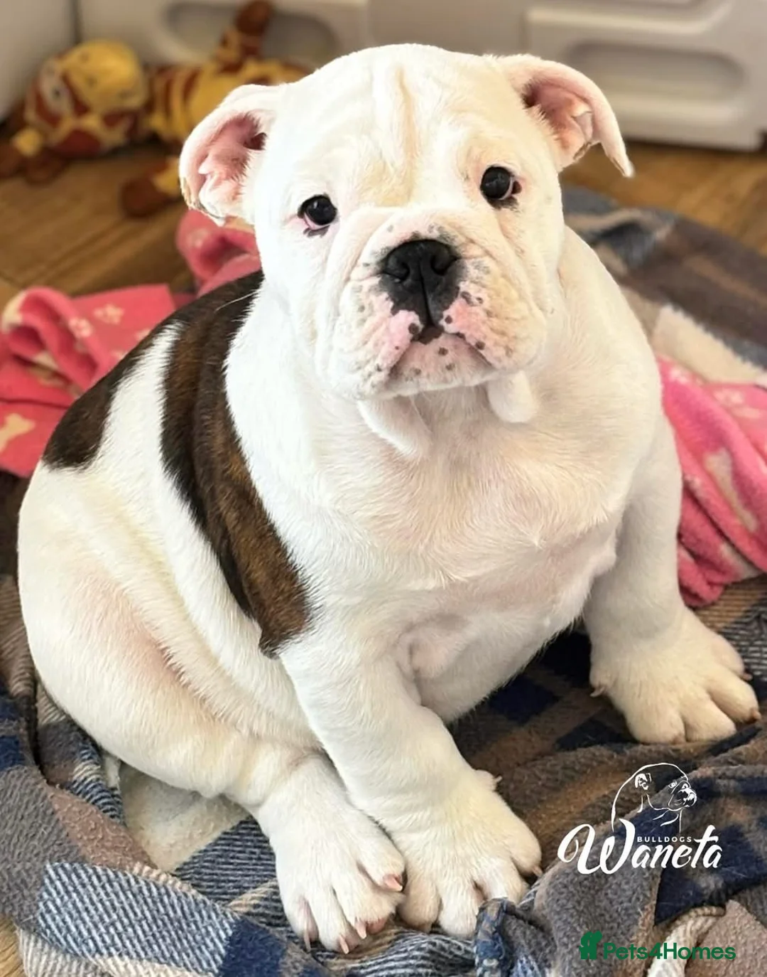 English Bulldog dogs for sale: WHITE AND BRINDLE FEMALE - Advert 2